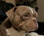 American bully, Dieren en Toebehoren, Particulier, Meerdere, Reu, Nederland