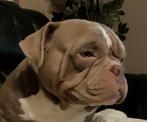 American bully, Dieren en Toebehoren, Honden | Bulldogs, Pinschers en Molossers, 15 weken tot 1 jaar, CDV (hondenziekte), Meerdere