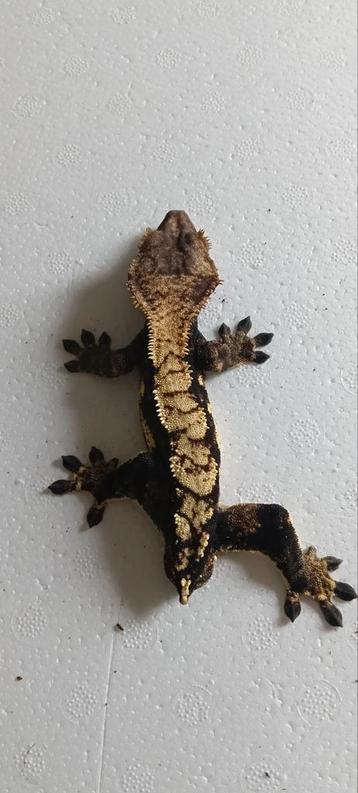 Wimpergekko's 13.0 Heren  beschikbaar voor biedingen