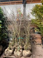 Krentenboompje Amelanchier meerstam leverbaar tot 250 cm, Ophalen, Overige soorten, Struik, 100 tot 250 cm