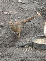 Fazant, Dieren en Toebehoren, Pluimvee, Vrouwelijk, Overige soorten