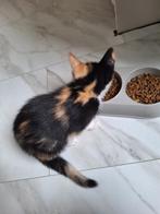 Lieve, sociale lapjes kittens (per direct op te halen), Dieren en Toebehoren, Katten en Kittens | Overige Katten, Poes, 0 tot 2 jaar