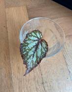 🌱 Begonia rex salsa bladbegonia stekje bladstek, Groene kamerplant, Ophalen, Halfschaduw, Minder dan 100 cm
