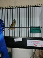 baardsijs x kneu tt vogel, Mannelijk