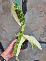 Philodendron Jose Buono p12 (5), Ophalen of Verzenden, Overige soorten, Minder dan 100 cm
