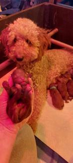 Dwergpoedel/ toypoedel pups, Poedel, Rabiës (hondsdolheid), 8 tot 15 weken, Meerdere