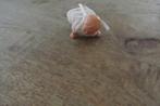 Poppenhuis Baby popje/ nr43, Ophalen of Verzenden, Zo goed als nieuw, Popje