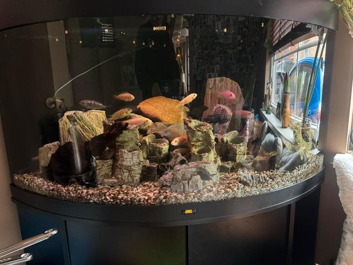 Groot Juwel Trigon 350 hoek aquarium, Dieren en Toebehoren, Vissen | Aquaria en Toebehoren, Gebruikt, Gevuld zoetwateraquarium