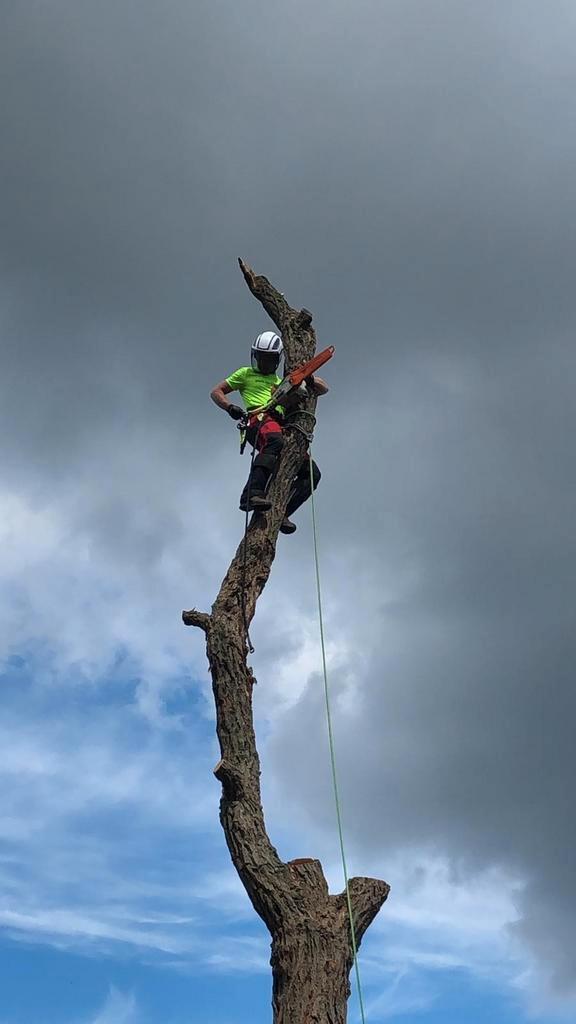 Bomen snoeien | onderhoud | vellen, Diensten en Vakmensen, Tuinmannen en Stratenmakers, Tuinonderhoud of Snoeiwerk