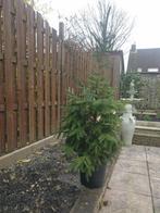 Echte kerstboom in pot, Tuin en Terras, Planten | Bomen, In pot, Ophalen, 100 tot 250 cm