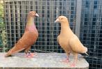 Kleurpostduiven, duiven, postduiven, Dieren en Toebehoren, Meerdere dieren, Postduif