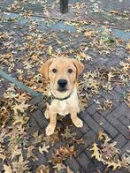 red fox labrador pup, Dieren en Toebehoren, Reu, 8 tot 15 weken, Labrador retriever, Eén hond