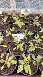 Mooie Tomatenplanten en Peterselie en Selderie planten, Zomer, Ophalen, Volle zon