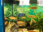 Malawi Cichliden, Dieren en Toebehoren, Vis, Zoetwatervis