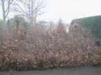 Beuken, Fagus sylvatica, Bladhoudend, Tuin en Terras, Ophalen, Beukenhaag, Haag, 100 tot 250 cm