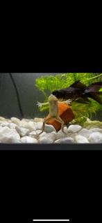 Kikker voor in aquarium, Overige typen, Zoetwatervis