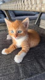 Kitten