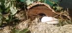 Goudhamster inclusief toebehoren., Dieren en Toebehoren, Knaagdieren, Juni, Mannelijk, Hamster