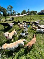 Roedel begeleider gezocht! Hondenuitlaat, Dieren en Toebehoren, Honden-accessoires, Ophalen, Nieuw