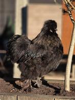 Zijdehoender haantjes, echte leukerds, Dieren en Toebehoren, Pluimvee, Mannelijk, Kip