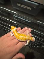 Luipaardgekko, Dieren en Toebehoren, Hagedis