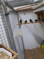 Parkieten, Dieren en Toebehoren, Vogels | Parkieten en Papegaaien, Meerdere dieren, Parkiet, Geringd