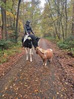 Buiten rij paard, Dieren en Toebehoren, Pony's, Ruin