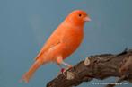 Kleurkanarie Roodivoor mannen en poppen. Rode split mannen., Dieren en Toebehoren, Vogels | Kanaries, Meerdere dieren, Kleurkanarie