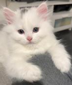 Witte Kitten, Dieren en Toebehoren, Poes