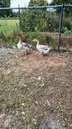 Koppel Amerikaanse buff, Dieren en Toebehoren, Pluimvee, Meerdere dieren, Eend