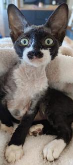 Devon Rex kittens beschikbaar 1550e, Dieren en Toebehoren, Katten en Kittens | Raskatten | Korthaar, Meerdere dieren, Gechipt