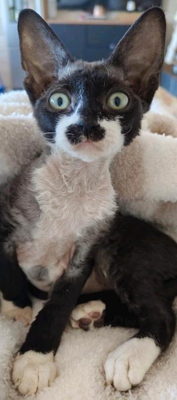 Devon Rex kittens beschikbaar 1550e beschikbaar voor biedingen