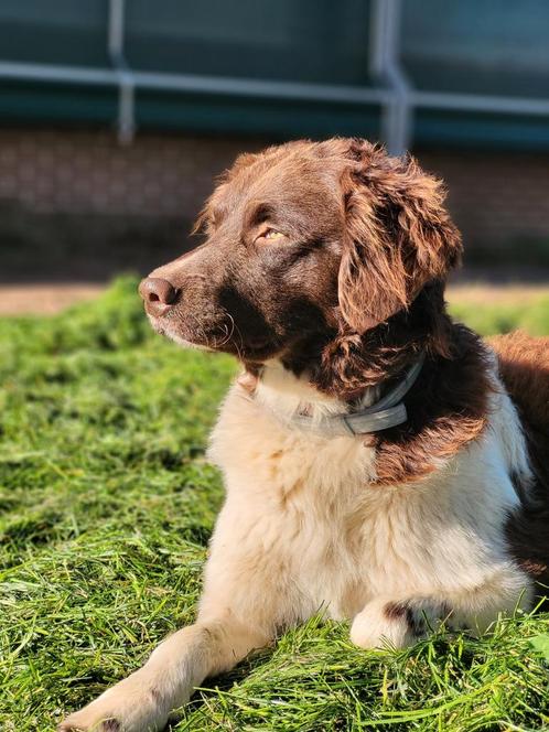 Friese stabij dekreu, Dieren en Toebehoren, Honden | Dekreuen, Reu, Particulier, Eén hond, Nederland, 3 tot 5 jaar