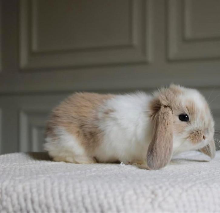 ❤️LIEVE RASZUIVERE MINILOPJES MET ZORG EN PASSIE OPGEGROEID, Dieren en Toebehoren, Konijnen, Klein, Meerdere dieren, 0 tot 2 jaar