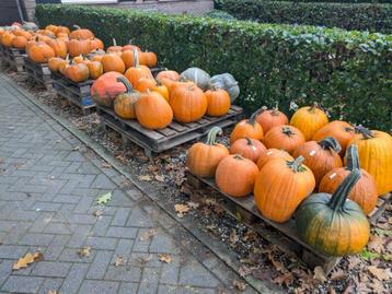 Pompoenen en kalebassen beschikbaar voor biedingen
