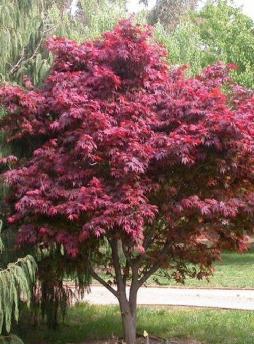 Acer palm. Atrop (rode, japanse esdoorn) div. maten potkweek, Tuin en Terras, Planten | Tuinplanten, Overige soorten, Halfschaduw