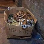 tin  GEZOCHT diversen KANNEN, Antiek en Kunst, Antiek | Tin, Ophalen of Verzenden