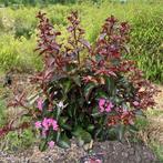 Lagerstroemia of Indische sering op stam hoogte 80 cm, Ophalen of Verzenden, Zomer, In pot