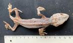 Geprepareerde Gekko, Dieren en Toebehoren, Reptielen en Amfibieën, Hagedis, 0 tot 2 jaar