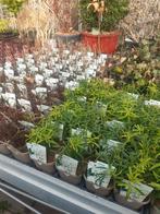 HEESTERS  € 3,50, Ophalen of Verzenden, Overige soorten, Struik, Minder dan 100 cm