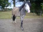 Welsch A pony. Schimmel Valk, Dieren en Toebehoren, Merrie, 0 tot 2 jaar, A pony (tot 1.17m), Onbeleerd