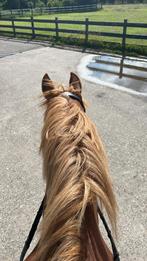 verzorgpony aangeboden, Dieren en Toebehoren, Ophalen, Nieuw, Overige soorten