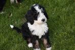 Prachtige bernerdoodle pups, Dieren en Toebehoren, Honden | Niet-rashonden, Reu, CDV (hondenziekte), 8 tot 15 weken, Meerdere