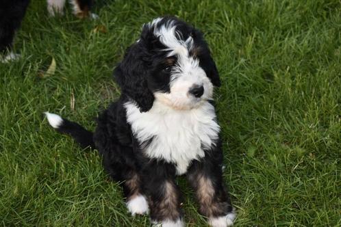 Prachtige bernerdoodle pups, Dieren en Toebehoren, Honden | Niet-rashonden, Middel, Reu, Fokker | Hobbymatig, Meerdere, Nederland