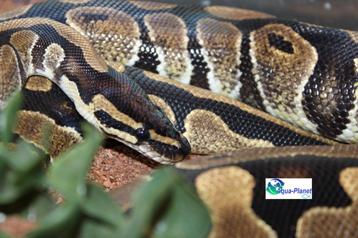 Python regius beschikbaar voor biedingen