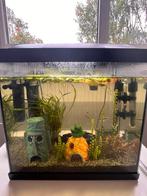 Aquarium 30L compleet – met vissen, planten & toebehoren, Dieren en Toebehoren, Ophalen, Zo goed als nieuw, Gevuld zoetwateraquarium