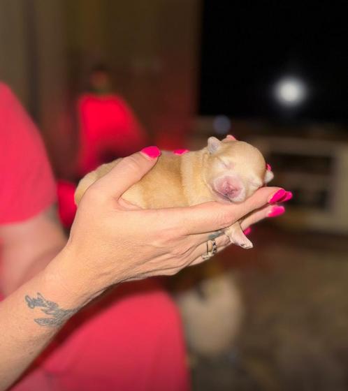 Pomeriaan, Dieren en Toebehoren, Honden | Chihuahua's en Gezelschapshonden, Reu, Overige rassen, Particulier, Eén hond, Nederland