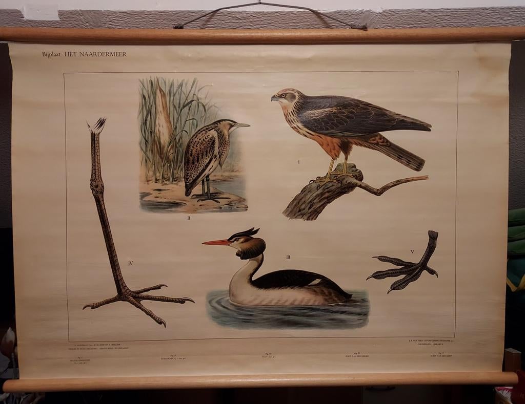 Bijplaat van natuur bij Naardermeer uit de jaren dertig, Antiek en Kunst, Antiek | Schoolplaten, Natuur en Biologie, Ophalen of Verzenden