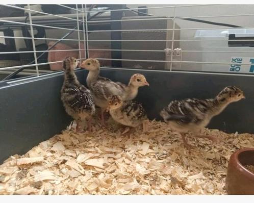5 Prachtige jonge Kalkoenen - uitgebroed op een groen-school, Dieren en Toebehoren, Pluimvee, Kalkoen, Geslacht onbekend
