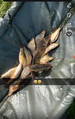 Spiegel en schubkarpers, Dieren en Toebehoren, Karper of Koi